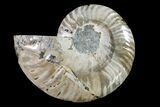 Cut & Polished Ammonite Fossil (Half) - Agate Replaced #146194-1